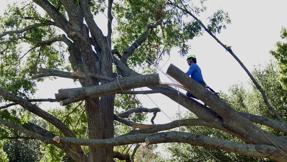 Professional Crown Thinning performed by certified arborists in Wycombe